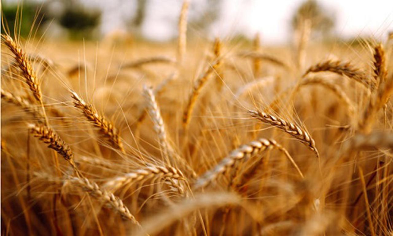 High fertilizer costs threaten farmers amid sanctions on Russia