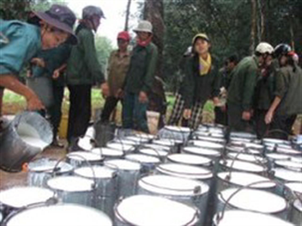 Giá cao su tăng 6,7% lên cao nhất 3 tuần