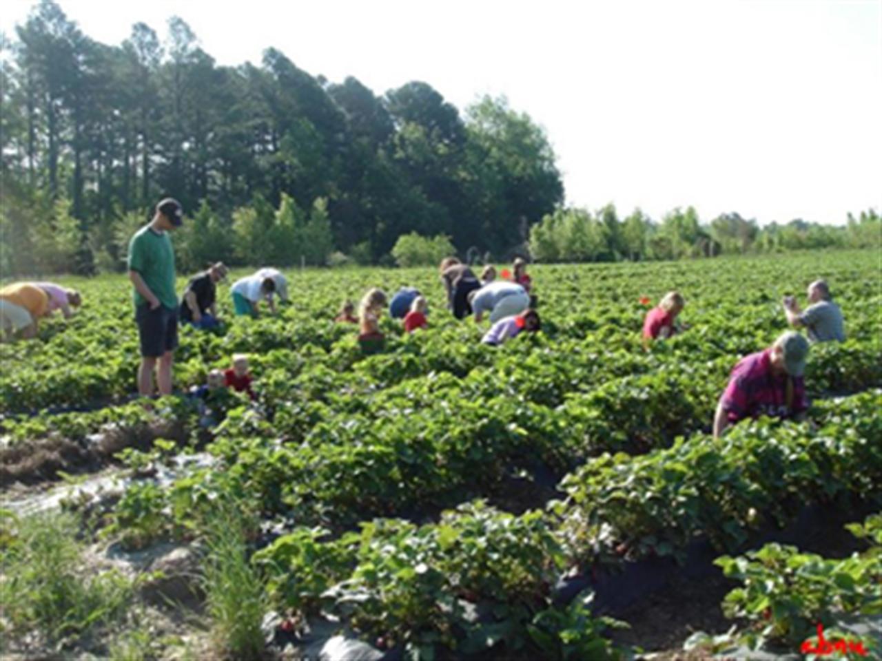 Bón phân Văn Điển cho cây dâu