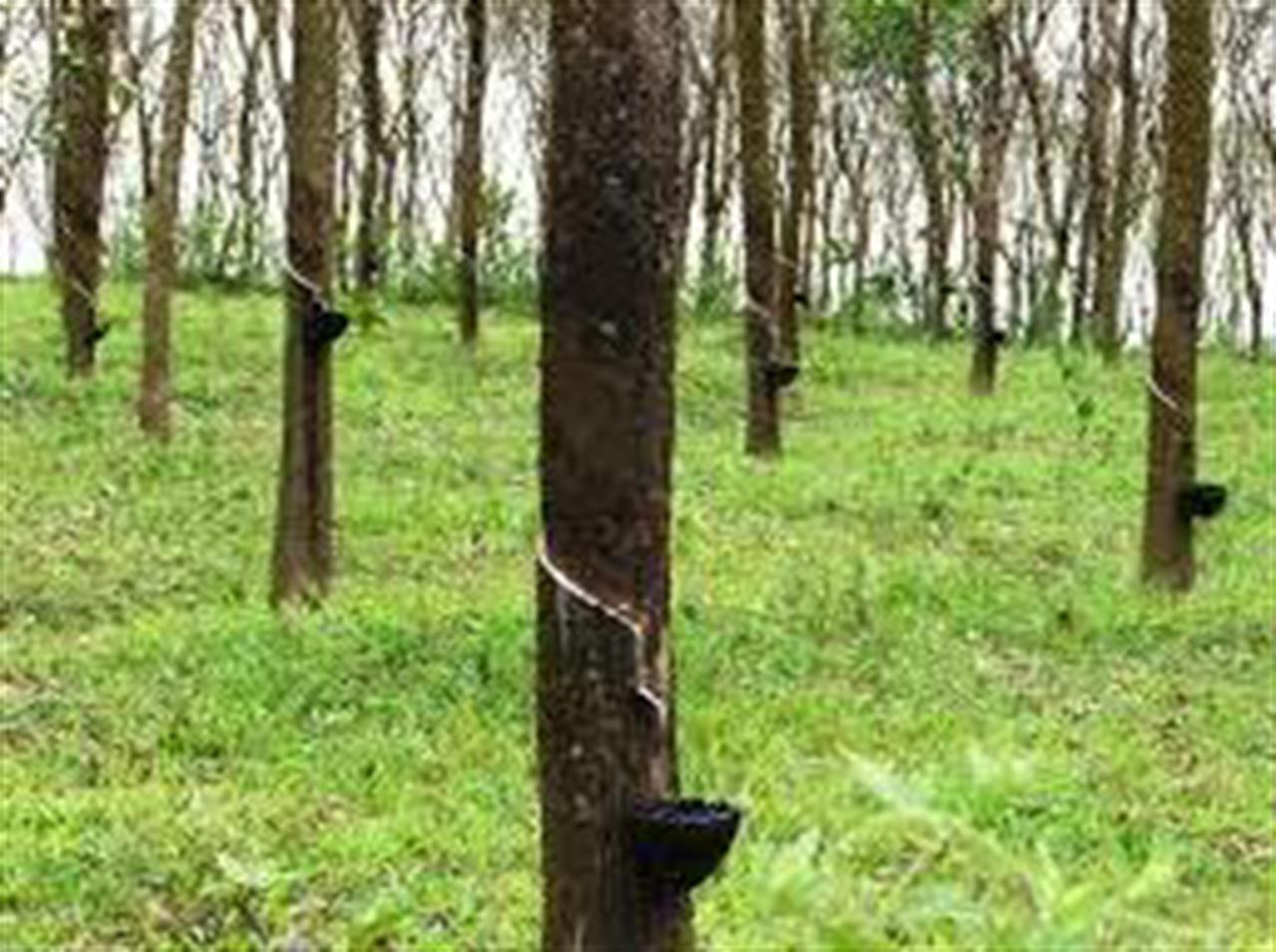 Giá cao su Tocom tăng do nhu cầu cao từ Ấn Độ