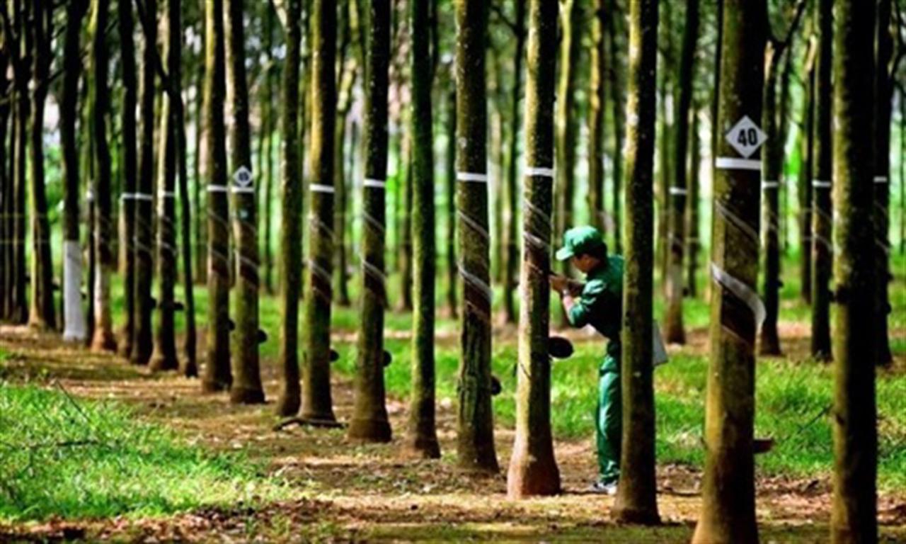 Natural rubber stocks face dual headwinds, showing weak signs of recovery