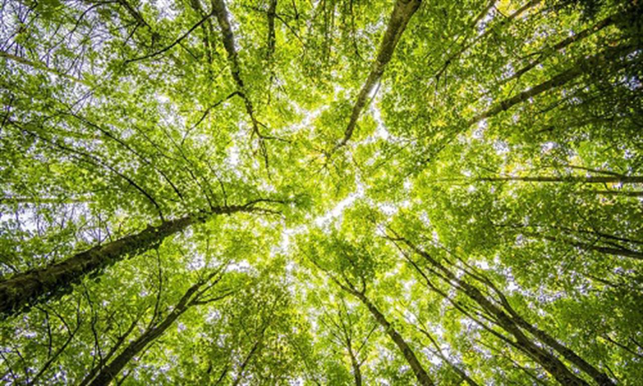 Vietnam will run carbon trade exchange in 2028