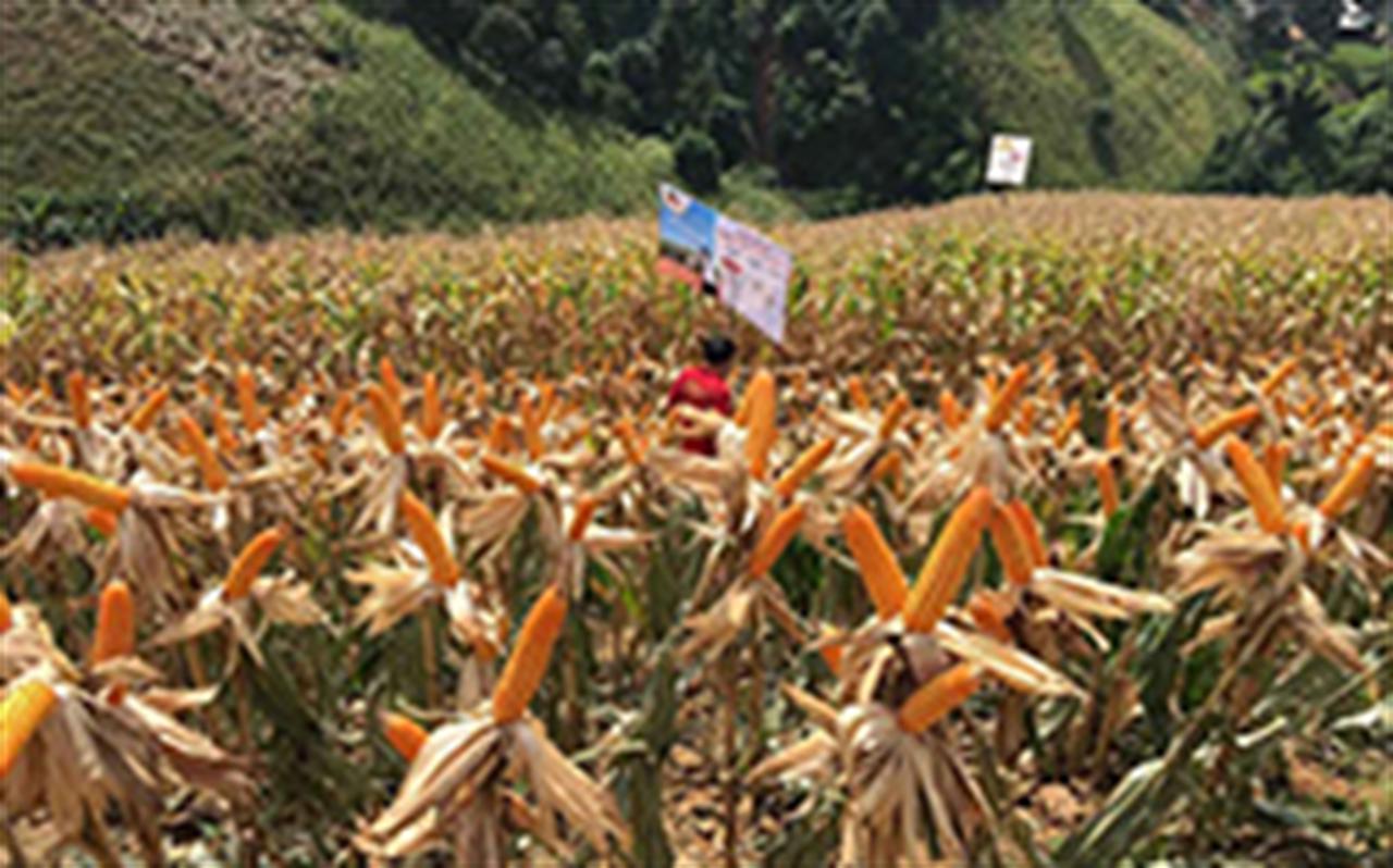 Phân NPK Ninh Bình nâng năng suất ngô Sơn La