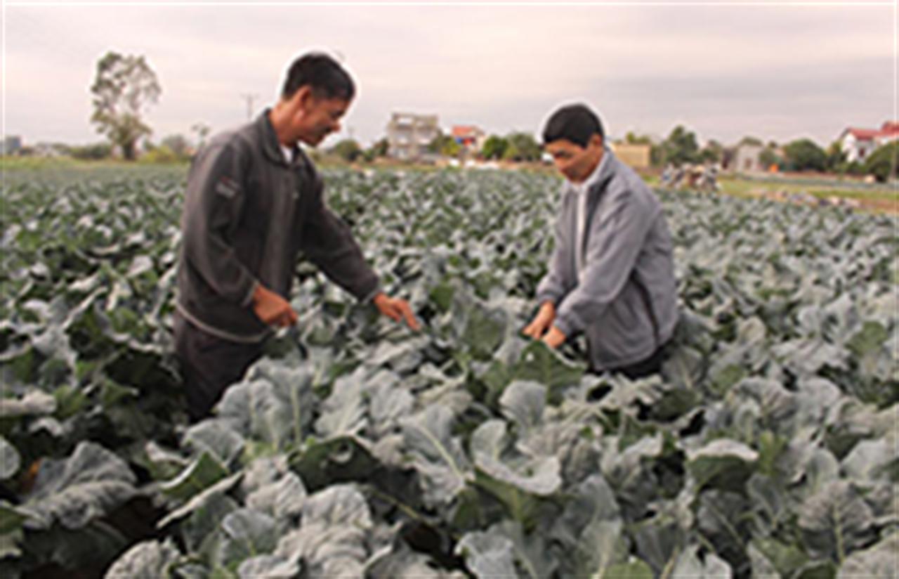 “Ba nhành lá cọ xanh” sát cánh cùng nhà nông