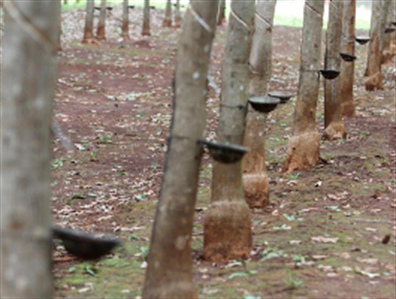 Giá cao su châu Á giảm thấp kỷ lục trong nhiều năm