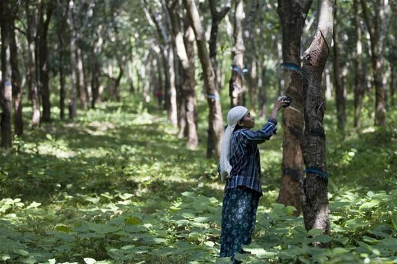 Giá cao su Tocom lao dốc xuống đáy hơn 6 năm
