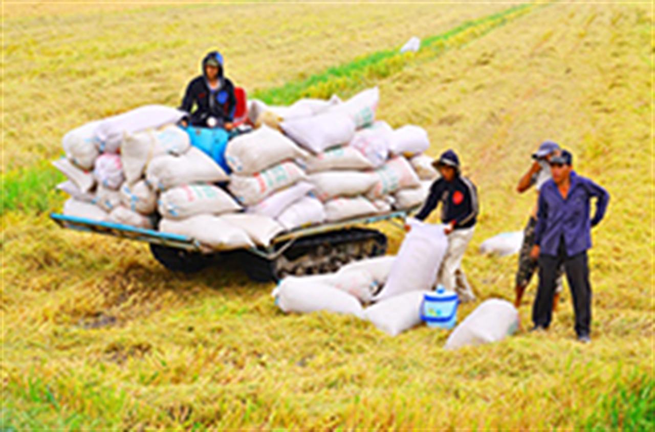 Bón lân nung chảy Ninh Bình nâng năng suất lúa trên đất phèn
