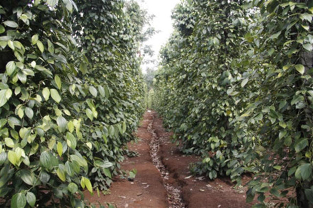 Đắk Nông: Hàng chục ha tiêu bị chết nghi do phân bón giả