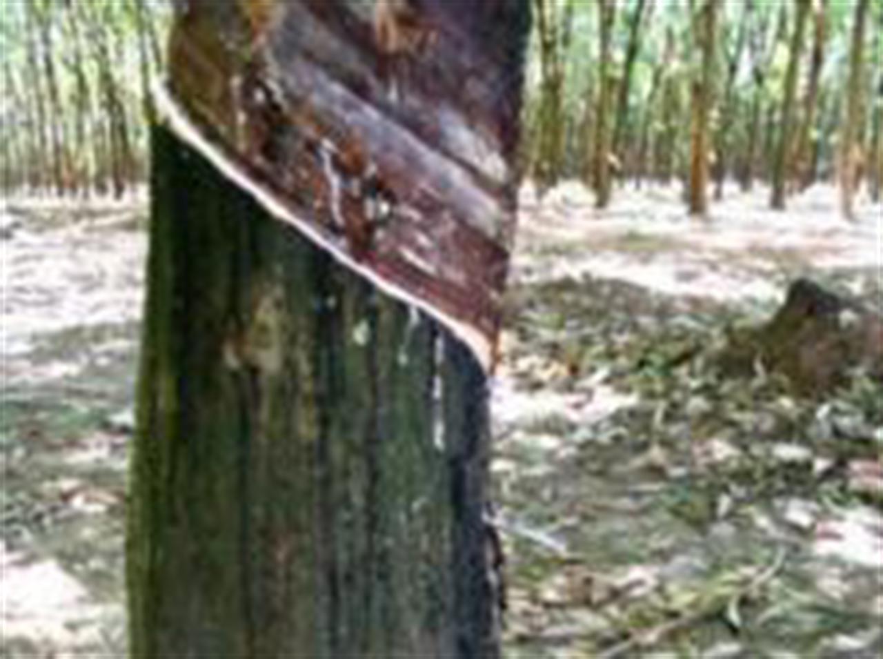 Giá cao su sàn Tokyo tăng trở lại trong phiên đầu tuần