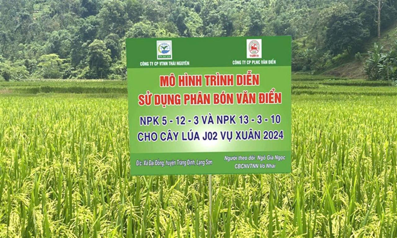 NPK Văn Điển kết hợp giống lúa Nhật ghi điểm tại Lạng Sơn