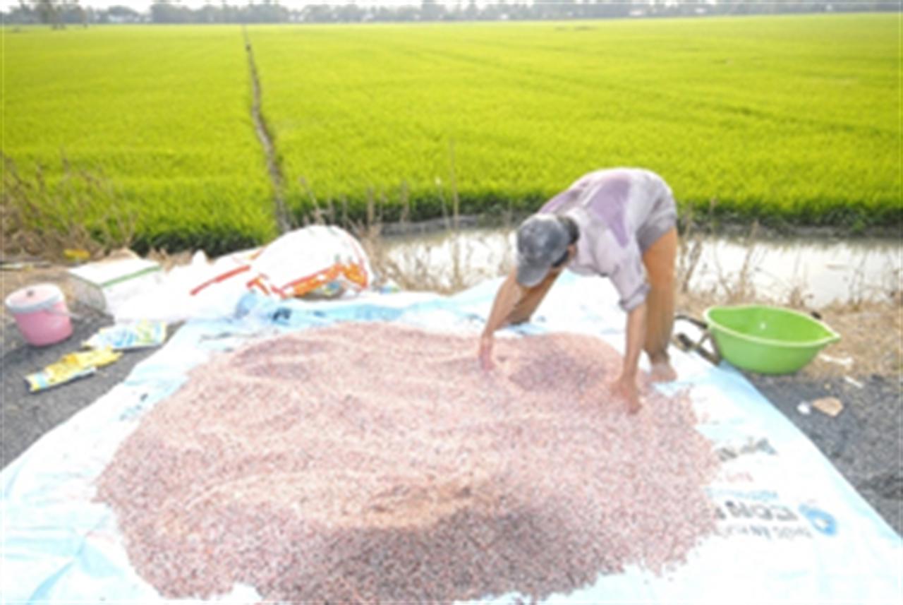 Xử phạt cao nhất, phân bón giả vẫn náo loạn