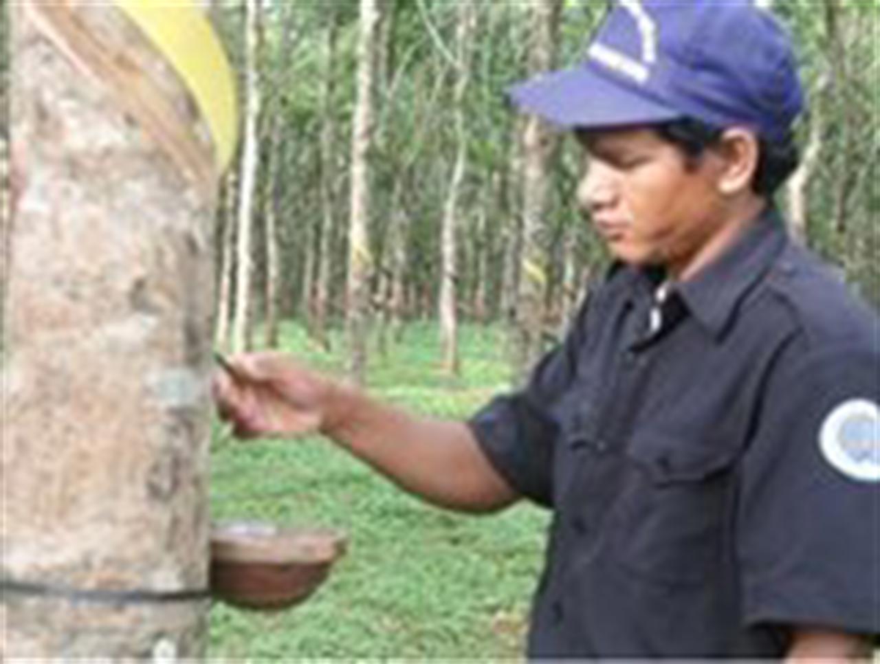 Giá cao su vượt 90 triệu đồng/tấn