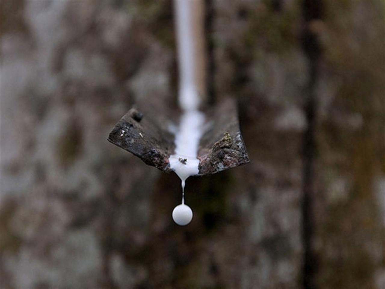 Giá cao su TOCOM giảm sau khi lên cao nhất 6 tháng