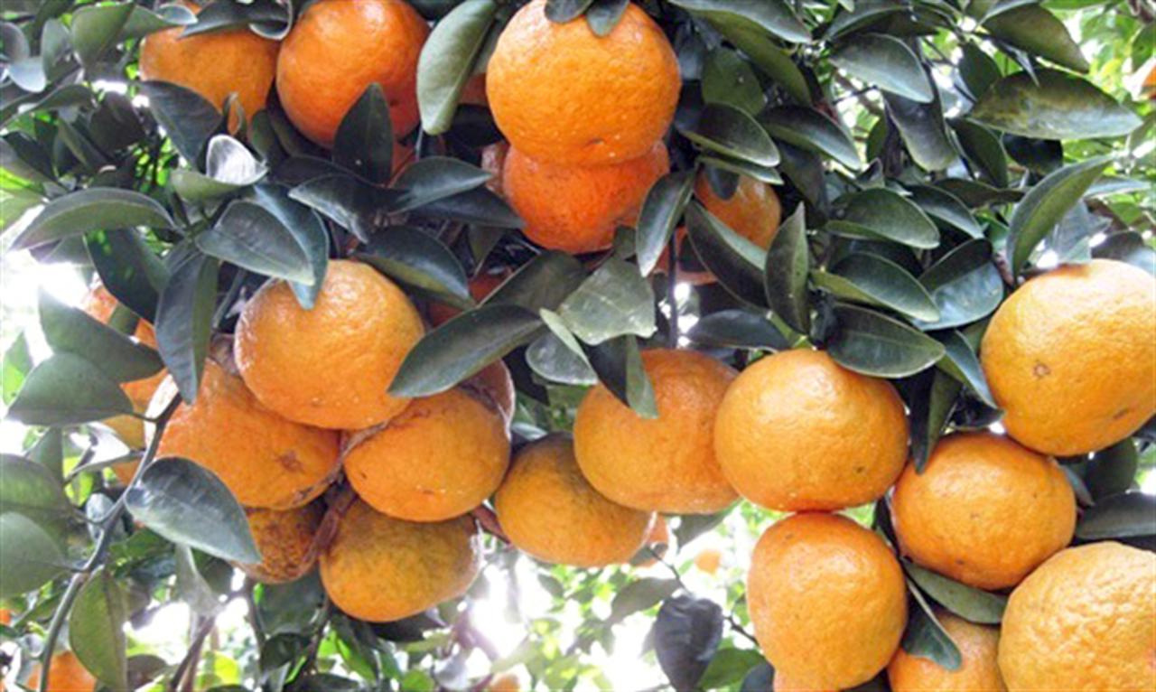 Phân bón Văn Điển: Nâng giá trị trái cam sành Hà - Tuyên