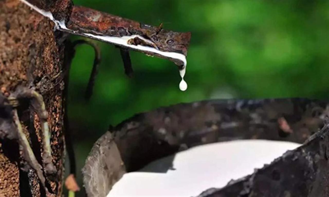 India increases rubber production by 8.6 percent in 2024