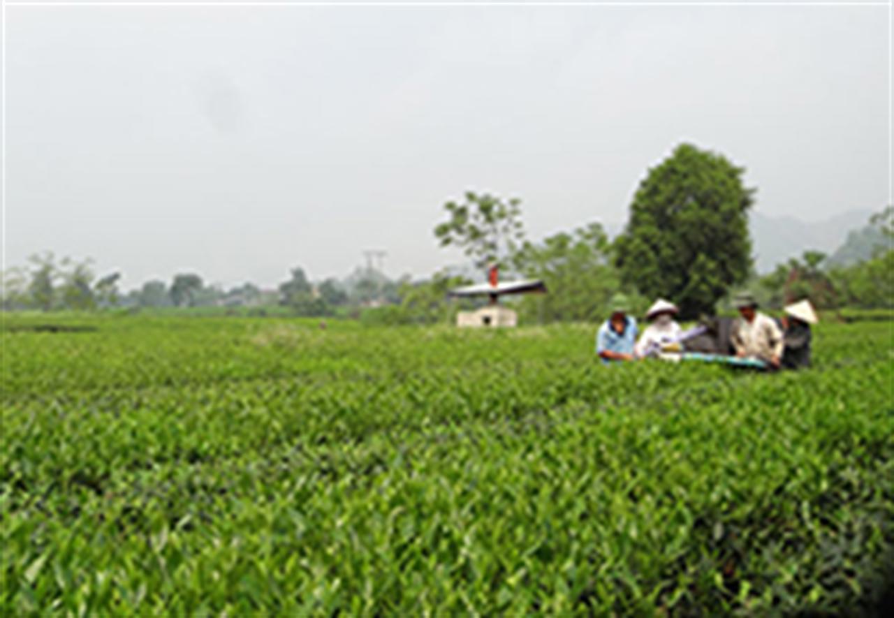 Phân bón Văn Điển: Niềm tin của người trồng chè Phú Thọ