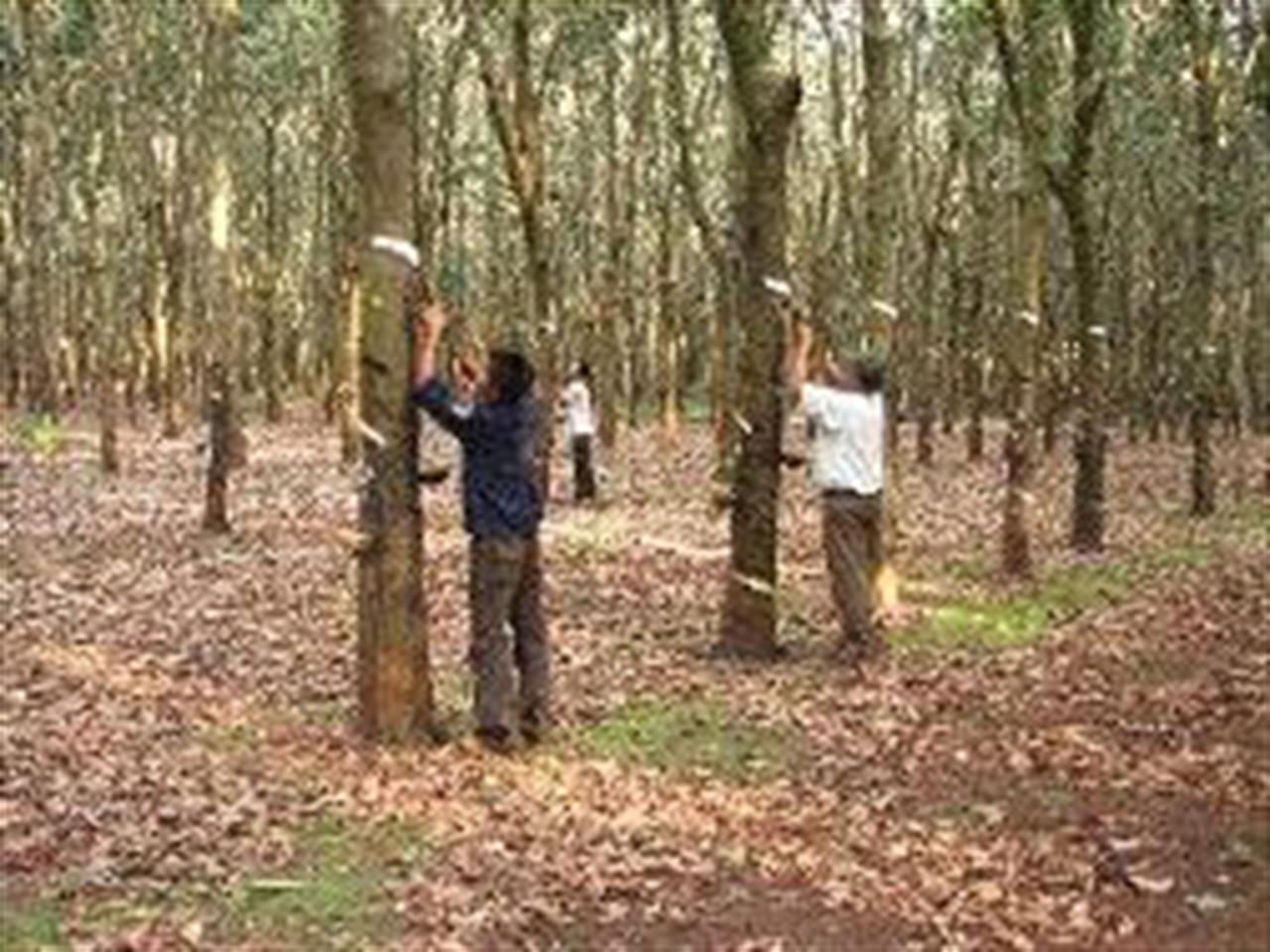 Giá cao su tăng liên tục, triển vọng sáng sủa trong tháng 4