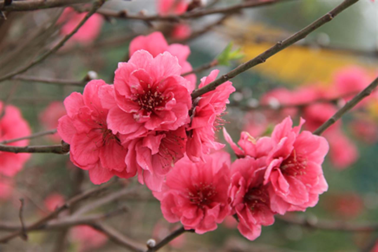 Thư chúc Tết của Lãnh đạo Tập đoàn