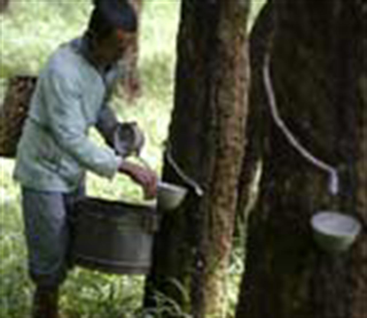 Higher NR prices raise synthetic rubber demand