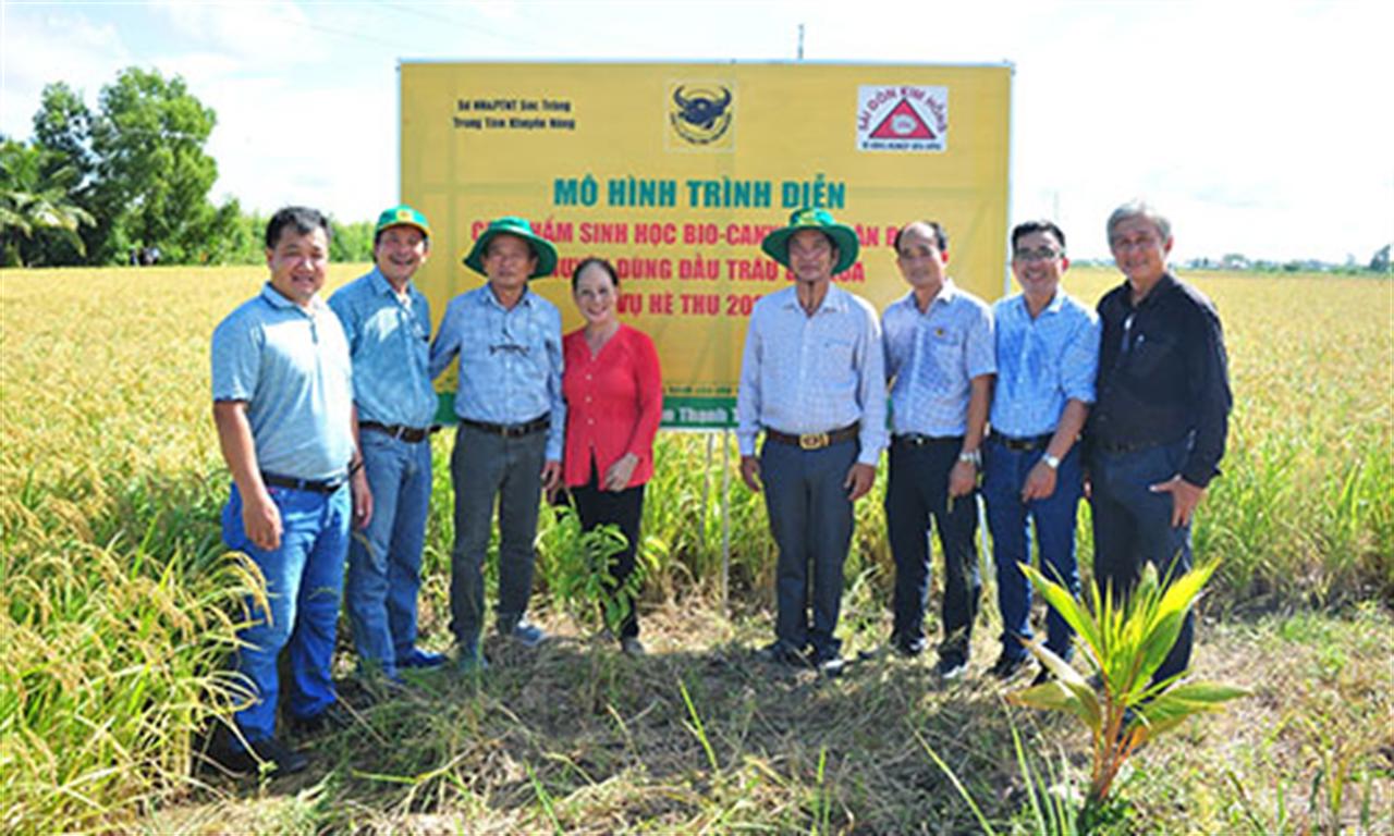 Đã mắt với đồng lúa rực sáng nhờ canh tác thông minh