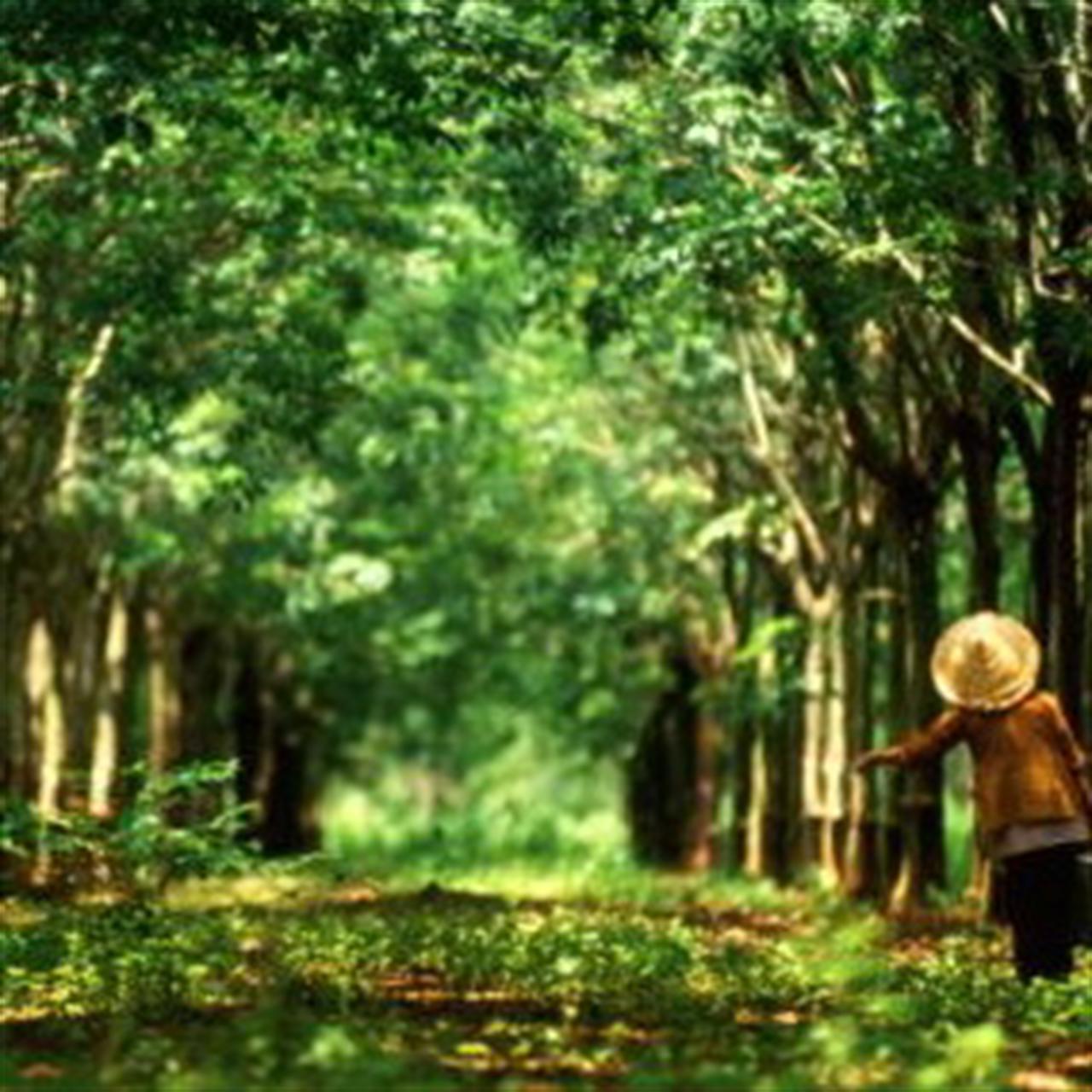 Giá cao su lên sát mức kỷ lục do dự báo Trung Quốc mua mạnh